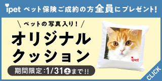 【アイペット損保のペット保険】ご成約の方全員にクッションプレゼント